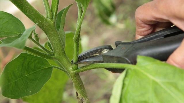 КАК ПРАВИЛЬНО ФОРМИРОВАТЬ БАКЛАЖАНЫ. 245 смотреть онлайн