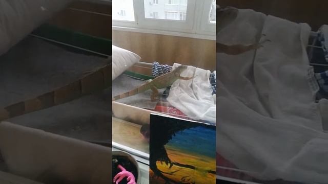 - свободу игуанам!!!))) смотреть онлайн