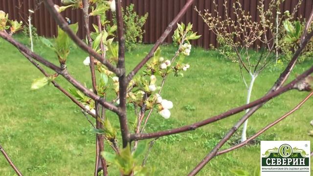 Прогулка по весеннему саду!!! Уход за плодовыми деревьями и кустарниками!!! смотреть онлайн