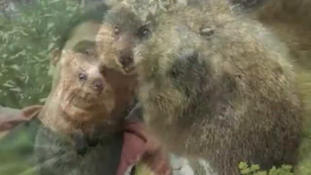 Квокка смотреть онлайн