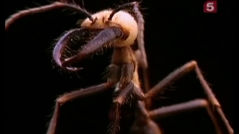 Самые смертоносные насекомые. Муравьи Убийцы