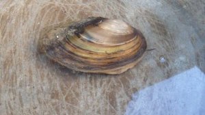 Речная ракушка