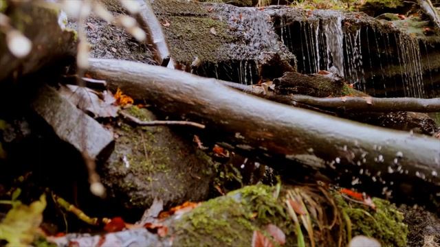 лесной ручей\музыка для сна медитации и релакса\forest stream /music for sleep meditation and relax смотреть онлайн