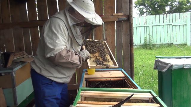 Семья из роев 4 роя в одну семью bee honey miód смотреть онлайн