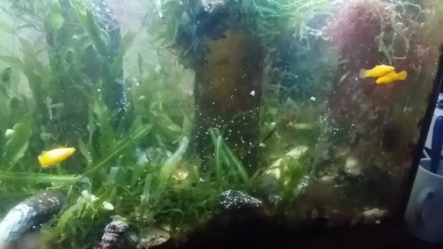 Морская рыбка моллинезия - часть 3. Итог смотреть онлайн