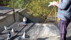 Димитров Володя  голуби часть 2 продолжение следует