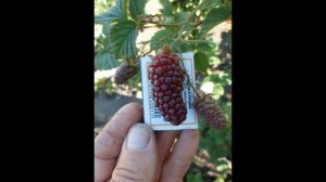 Ежемалина'Tayberry Medana'Обзор сорта. #ежемалинавыращивание, #ежемалина,#всесамисвоимируками.