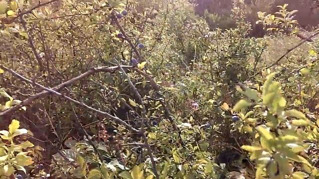 Ранние летне-осесенние ягоды, смотреть онлайн