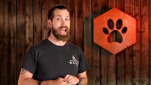 5 Big Tips When Bringing Home A New Dog
