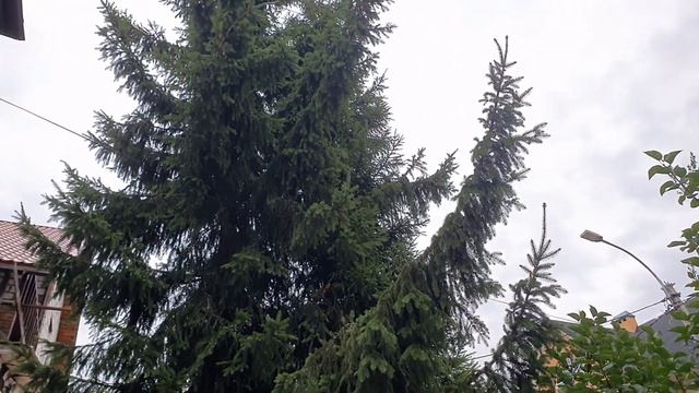 Флоксы и лилии 9 августа.#флоксылилии смотреть онлайн