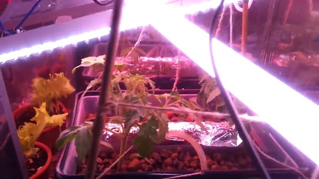 Мой зимний сад на лоджии/winter garden смотреть онлайн