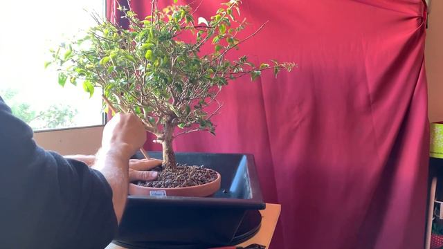 Bougainvillea Bonsai From Nursery Stock - March 2019 - Small Balcony Bonsai смотреть онлайн