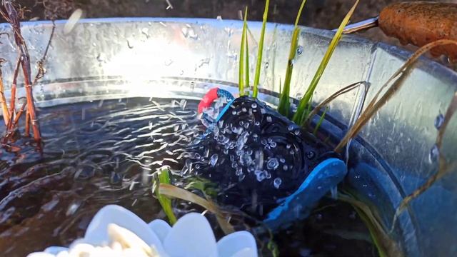 JBL Go 3 (ND) Water bass test 4k смотреть онлайн