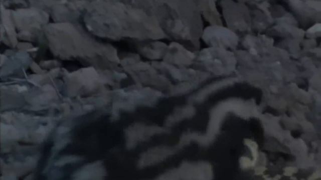 Скунс – маленький Хищник, которого боятся Змеи и Скорпионы! смотреть онлайн