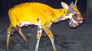 Животные Просят Помощи у Людей! До Слез