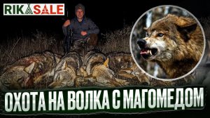 Охота на волка. Четыре волка добыты! Выстрелы по волкам.