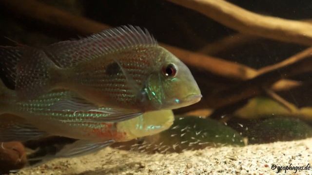Geophagus sveni Araguaia WF mit Larven смотреть онлайн