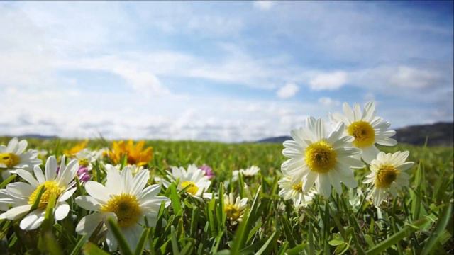 Слайд клип ВЕСЕННЕЕ НАСТРОЕНИЕ смотреть онлайн