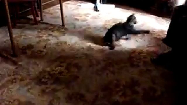Тренировка сторожевого кота смотреть онлайн