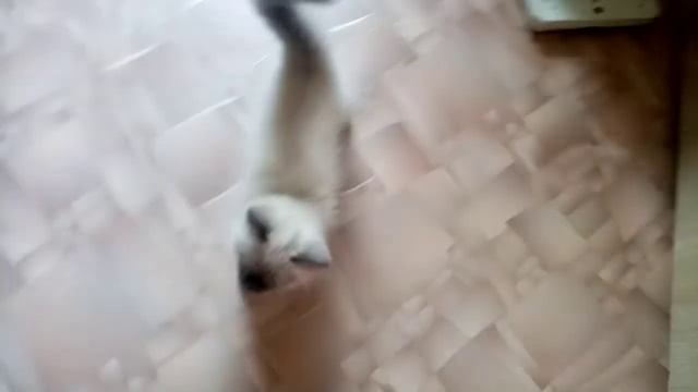 Невский маскарадный котенок! смотреть онлайн