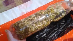 КАК ПРОРАЩИВАТЬ БОБЫ МУНГ(МАШ)/MUNG BEANS/绿豆Lǜdòu/@ АЛЛА КОРБУТ. ВКУСНАЯ КУХНЯ