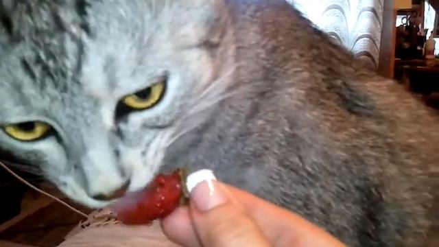 кот любитель клубнички/ the cat likes to eat strawberries смотреть онлайн