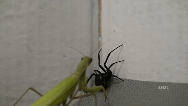 Черная Вдова против Богомола смотреть онлайн