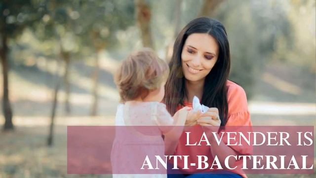 Lavender Essential Oil Manufacturer