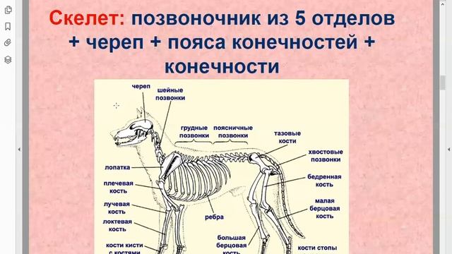 Зоология: Млекопитающие и их характеристика смотреть онлайн