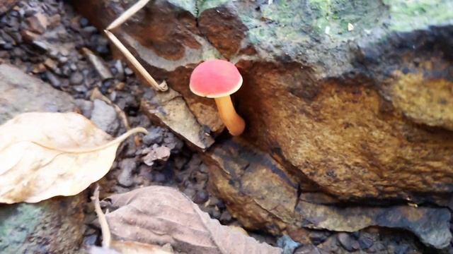 Red Bolete Mushrooms In The Ozarks смотреть онлайн