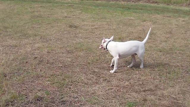 Sony xz2 compact super slow motion смотреть онлайн