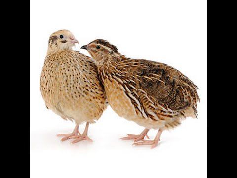 Чем кормить перепелов // Зернодробилка год спустя // Перепелки в домашних условиях смотреть онлайн