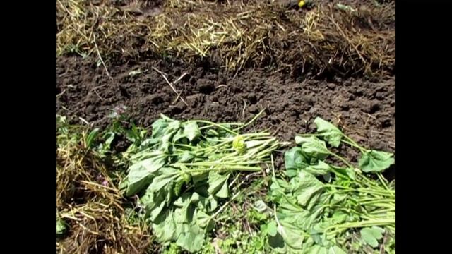 Использование свежего навоза все лето смотреть онлайн