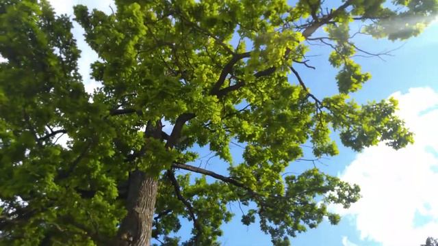 Этот дуб восхищает меня жаждой жизни и стойкостью смотреть онлайн