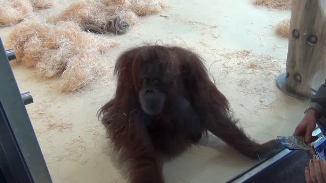 Зоопарк Вена Орагутан 2013 HD Zoo in Vienna orangutan смотреть онлайн