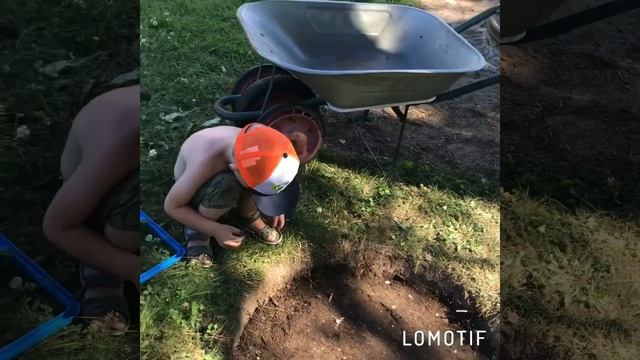 Хосты под соснами. Посадка хосты гигант Empress Wu смотреть онлайн