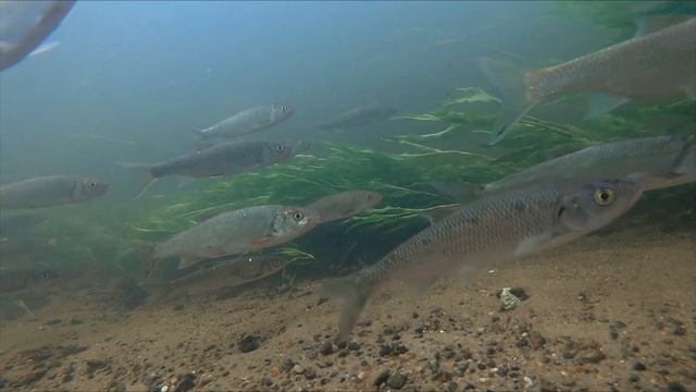 Jelec Pospolity (Leuciscus Leuciscus). Common Dace