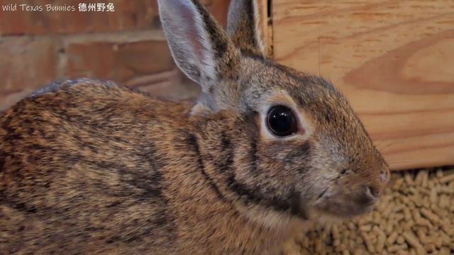 Wild rabbit winning Loudest Happy Sounds of the year смотреть онлайн