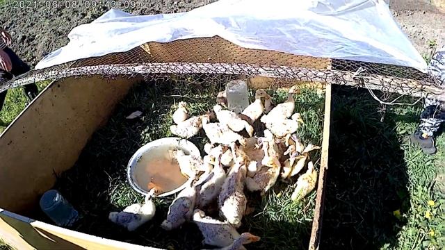 В гостях в Чебуле смотреть онлайн