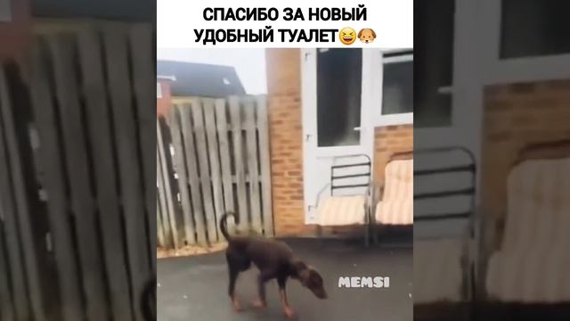 Аксессуар на машину?? #юмор #приколы #собака #туалет #машина
