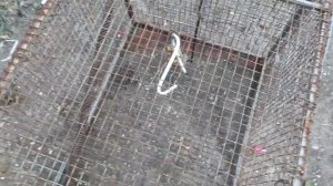 Ловушка для кота / или как поймать кота / для Сазона