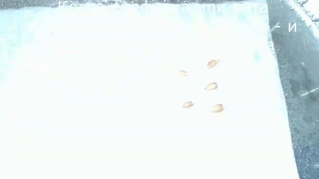 Как посадить лимон из косточки смотреть онлайн