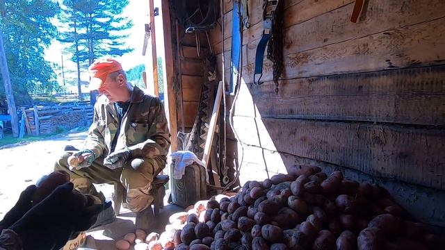 Итог нашего урожая с картофельного поля смотреть онлайн