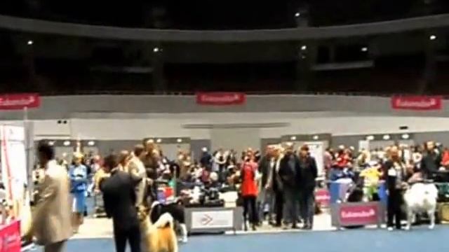 CACIB Hund und Pferd Dortmund 10.2013 dogs open class смотреть онлайн