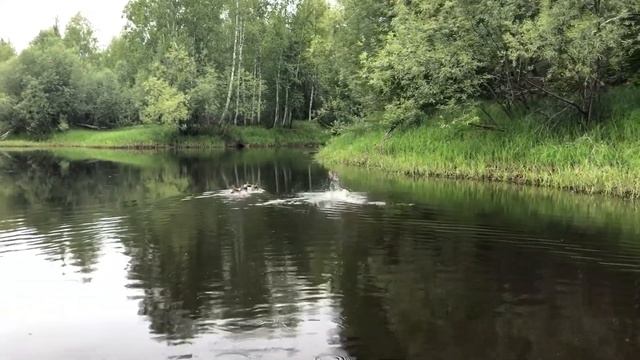 Лодочный мотор MARLIN 9.9 PRO с лодкой OMOLON X-MOTORS 380 НДНД смотреть онлайн