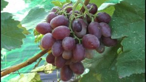 Виноград 2022. Андрей-53