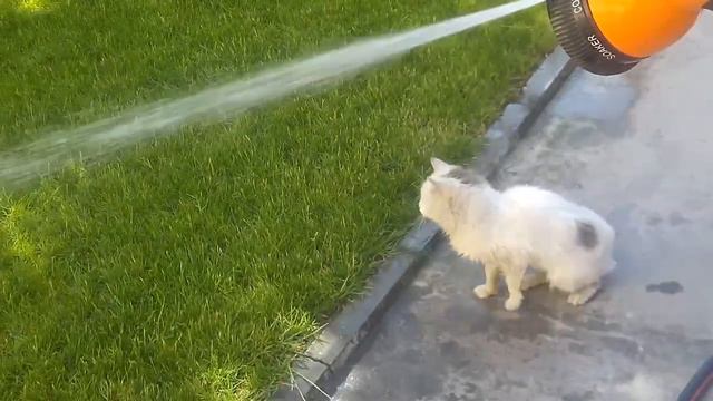 Кот который не боится воды. смотреть онлайн