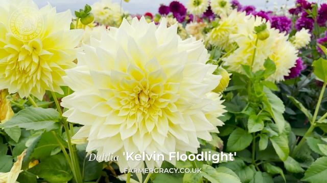 Dahlia 'Kelvin Floodlight' - FarmerGracy.co.uk