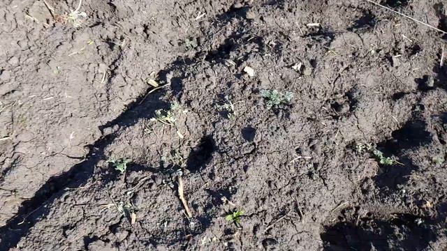 Гербицидная обработка лука и картофеля смотреть онлайн