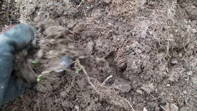 КОМПОСТ В МЕШКАХ ЗА ПАРУ МЕСЯЦЕВ. Зелёную массу надо присыпать землёй около 10 см. смотреть онлайн